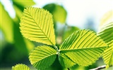 Cool green leaf wallpaper #21