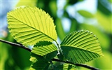 Cool green leaf wallpaper #22