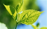 Cool green leaf wallpaper #24