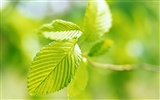 Cool green leaf wallpaper #27