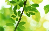 차가운 녹색 잎 벽지 #29
