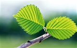 Cool green leaf wallpaper #31