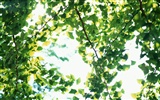 차가운 녹색 잎 벽지 #34