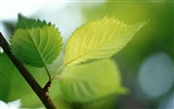 Cool green leaf wallpaper #36