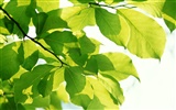 Cool green leaf wallpaper #39