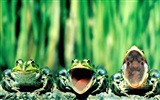 Frog Wallpapers Album