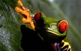 Frog Album Fonds d'écran #3