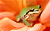 Frog Tapety Album #4