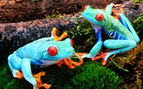 Frog Wallpapers Album #7