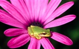 Frog Tapety Album #10