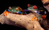 Frog Wallpapers Album #11