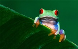 Frog Album Fonds d'écran #12