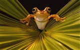 Frog Tapety Album #13