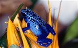 Frog Bilder Album #15