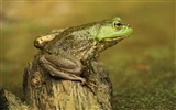 Frog Album Fonds d'écran #17