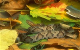 Snake Bilder Album #1