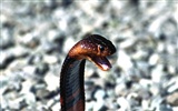 Snake Bilder Album #5