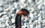 Snake écran Album #5