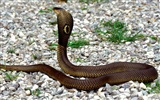 Snake Bilder Album #6