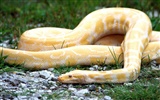 Snake Bilder Album #7