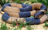 Snake Bilder Album #10