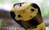 Snake Bilder Album #11