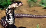 Snake Bilder Album #17