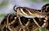 Snake Bilder Album #18