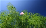 鮮花特寫(三) #8