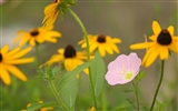 Flowers close-up (3) #16