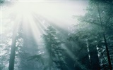 Fond d'écran d'arbres forestiers #5
