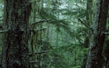 Fond d'écran d'arbres forestiers #11