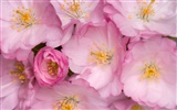 fleurs fond d'écran Widescreen close-up #4