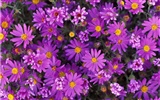 Widescreen wallpaper flowers close-up #8