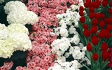 fleurs fond d'écran Widescreen close-up #9