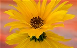 fleurs fond d'écran Widescreen close-up #12
