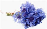 Širokoúhlé tapety květiny close-up #13