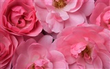 Širokoúhlé tapety květiny close-up #15