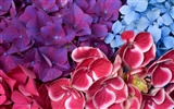 Širokoúhlé tapety květiny close-up #20