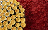 fleurs fond d'écran Widescreen close-up #21