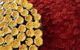 Widescreen-Wallpaper Blumen Nahaufnahme #21