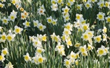 Widescreen-Wallpaper Blumen Nahaufnahme #24