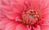 fleurs fond d'écran Widescreen close-up #26