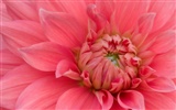 Widescreen-Wallpaper Blumen Nahaufnahme #26