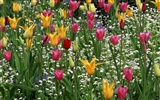 fleurs fond d'écran Widescreen close-up #33