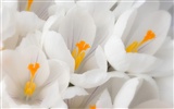 fleurs fond d'écran Widescreen close-up #34