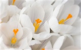 Widescreen-Wallpaper Blumen Nahaufnahme #34