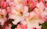 fleurs fond d'écran Widescreen close-up #35