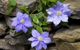 fleurs fond d'écran Widescreen close-up #36