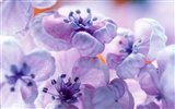 Widescreen-Wallpaper Blumen Nahaufnahme #37